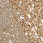 TFCP2L1 Antibody in Immunohistochemistry (IHC)