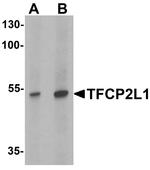 TFCP2L1 Antibody in Western Blot (WB)