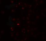 CLEC2A Antibody in Immunocytochemistry (ICC/IF)