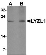 LYZL1 Antibody in Western Blot (WB)