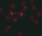 TCTEX1D1 Antibody in Immunocytochemistry (ICC/IF)