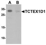 TCTEX1D1 Antibody in Western Blot (WB)