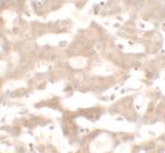 VNN3 Antibody in Immunohistochemistry (IHC)