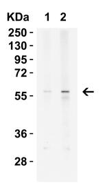 KREMEN2 Antibody in Western Blot (WB)