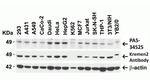 KREMEN2 Antibody in Western Blot (WB)