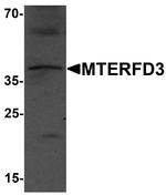 MTERFD3 Antibody in Western Blot (WB)