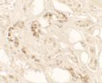 KANK2 Antibody in Immunohistochemistry (IHC)