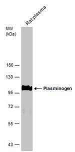 Plasminogen Antibody in Western Blot (WB)