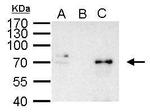 NFkB p65 Antibody in Immunoprecipitation (IP)