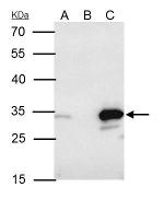 Bcl-10 Antibody in Immunoprecipitation (IP)