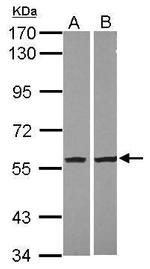 NAMPT Antibody in Western Blot (WB)