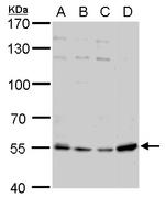 NAMPT Antibody in Western Blot (WB)