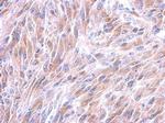 Galectin 8 Antibody in Immunohistochemistry (Paraffin) (IHC (P))