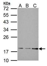 TRAPPC3 Antibody in Western Blot (WB)