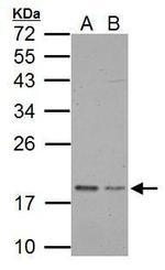 TRAPPC3 Antibody in Western Blot (WB)