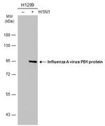Influenza A PB1 Antibody in Western Blot (WB)