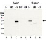 Avian Influenza H5N3 HA Antibody in Western Blot (WB)