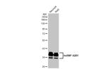 hnRNP A2B1 Antibody in Western Blot (WB)