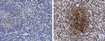 Porcine Circovirus Type 2 Capsid Antibody in Immunohistochemistry (Paraffin) (IHC (P))