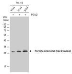 Porcine Circovirus Type 2 Capsid Antibody in Western Blot (WB)