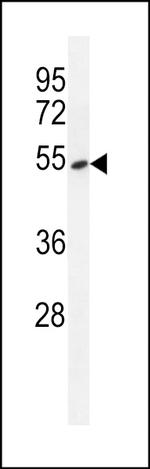 EAP2 Antibody in Western Blot (WB)