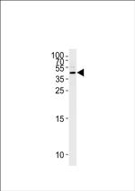 Maspin Antibody in Western Blot (WB)