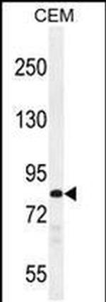 PCDHB3 Antibody in Western Blot (WB)