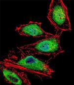 RUNX3 Antibody in Immunocytochemistry (ICC/IF)