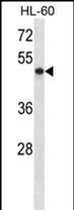 RUNX3 Antibody in Western Blot (WB)