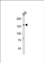 GTF2I Antibody in Western Blot (WB)