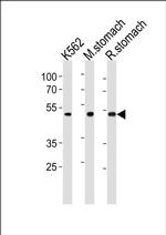 BLMH Antibody in Western Blot (WB)