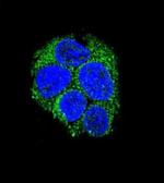 LGR5 Antibody in Immunocytochemistry (ICC/IF)