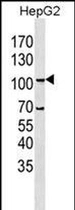 LGR5 Antibody in Western Blot (WB)