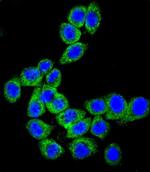 CD46 Antibody in Immunocytochemistry (ICC/IF)