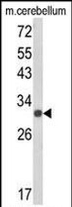 USF2 Antibody in Western Blot (WB)