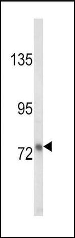 Lactoferrin Antibody in Western Blot (WB)