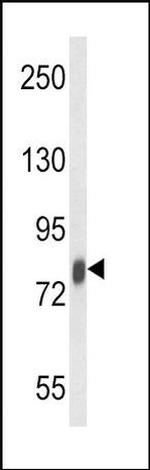 Lactoferrin Antibody in Western Blot (WB)