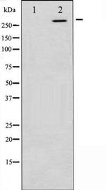 Phospho-mTOR (Ser2448) Antibody in Western Blot (WB)