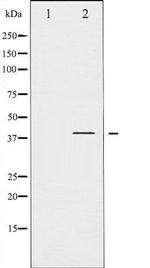 Phospho-I-kappa-B-alpha (Tyr305) Antibody in Western Blot (WB)