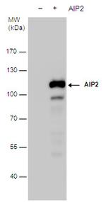 AIP2 Antibody in Western Blot (WB)