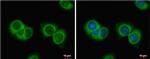 AMH Antibody in Immunocytochemistry (ICC/IF)