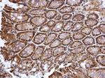 ATOH7 Antibody in Immunohistochemistry (Paraffin) (IHC (P))