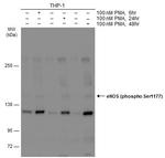 Phospho-eNOS (Ser1177) Antibody in Western Blot (WB)