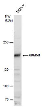 KDM5B Antibody in Western Blot (WB)