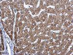 MAGEE2 Antibody in Immunohistochemistry (Paraffin) (IHC (P))