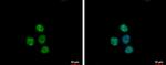 NTMT1 Antibody in Immunocytochemistry (ICC/IF)