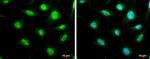 SP2 Antibody in Immunocytochemistry (ICC/IF)