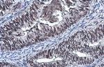 SP2 Antibody in Immunohistochemistry (Paraffin) (IHC (P))