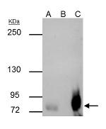 SP2 Antibody in Immunoprecipitation (IP)