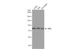 SP2 Antibody in Western Blot (WB)